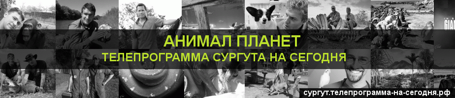 Телепрограмма на сегодня канала Анимал Планет, Сургут